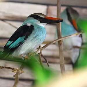 Blue-breasted kingfisher