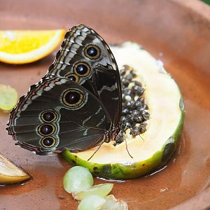 Morpho peleides, 2023-04-08