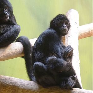 Colombian black spider monkey (Ateles fusciceps rufiventris), 2023-04-08