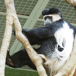 Mantled colobus (Colobus guereza), 2023-04-08