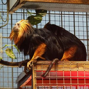 Golden-headed lion tamarin (Leontopithecus chrysomelas), 2023-04-08