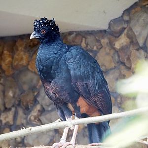 Red-billed curassow (Crax blumenbachii), 2023-04-08