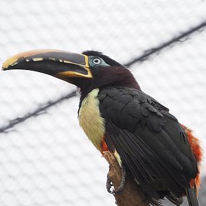Chestnut-eared aracari (Pteroglossus castanotis), 2023-04-08