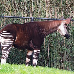 Okapi (Okapi johnstoni),  2023-04-08
