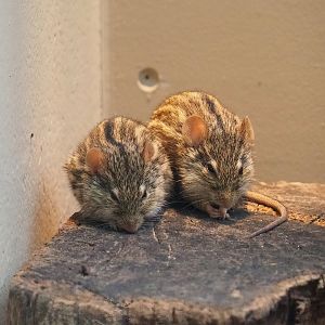 Barbary striped grass mice (Lemniscomys barbarus), 2023-04-08