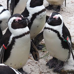 African penguins (Spheniscus demersus), 2023-04-08