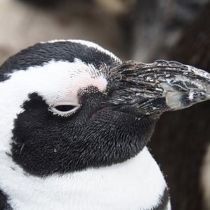 African penguin (Spheniscus demersus), 2023-04-08