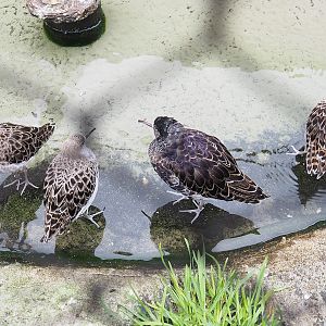 Ruffs (Calidris pugnax), 2023-04-08