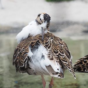 Ruff (Calidris pugnax), 2023-04-08