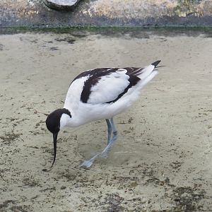 Pied avocet (Recurvirostra avosetta), 2023-04-08