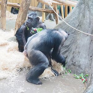 Chimpanzees (Pan troglodytes), 2023-04-08
