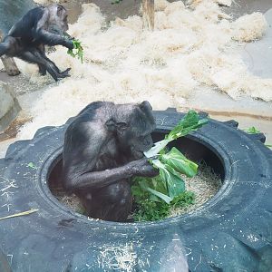 Chimpanzee (Pan troglodytes), 2023-04-08
