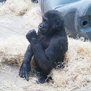 Juvenile Western lowland gorilla (Gorilla gorilla gorilla), 2023-04-08