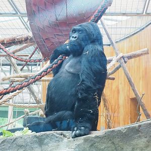 Eastern lowland gorilla (Gorilla beringei graueri) Amahoro, 2023-04-08