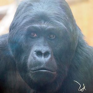 Eastern lowland gorilla (Gorilla beringei graueri) Amahoro, 2023-04-08