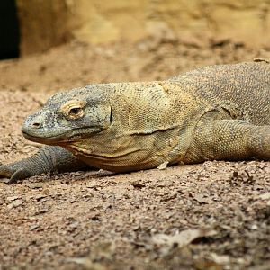 Komodo dragon (Varanus komodoensis) at London Zoo, April 2024