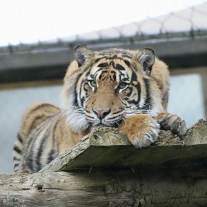Sumatran tiger (Panthera tigris sumatrae) at London Zoo, April 2024