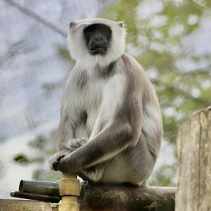 Hanuman langur (Semnopithecus entellus) at London Zoo, April 2024