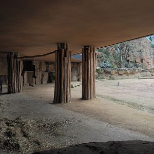 Savanna aviary - Cape buffalo shelter underneath restaurant and part of Cape buffalo paddock, 2023-04-08