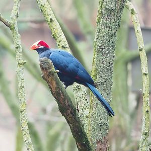 Violet turaco (Tauraco violaceus), 2023-04-08