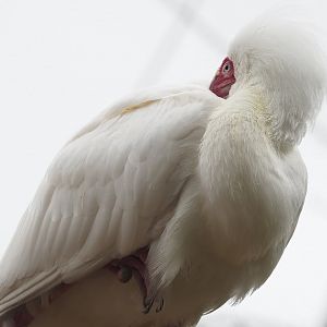 African spoonbill (Platalea alba), 2023-04-08
