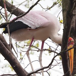 Yellow-billed stork (Mycteria ibis), 2023-04-08
