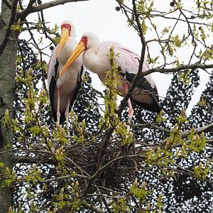 Nesting Yellow-billed storks (Mycteria ibis), 2023-04-08