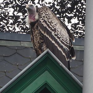 Rueppell's griffon vulture (Gyps rueppelli rueppelli), 2023-04-08