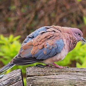 Laughing dove (Streptopelia senegalensis), 2023-04-08
