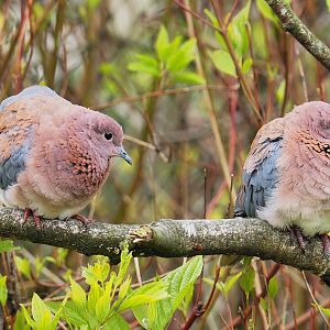 Laughing doves (Streptopelia senegalensis), 2023-04-08