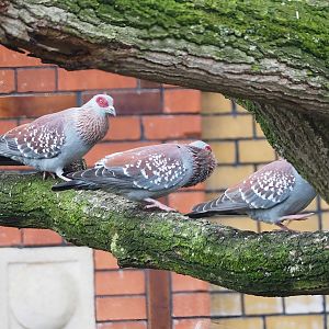 Speckled pigeons (Columba guinea), 2023-04-08