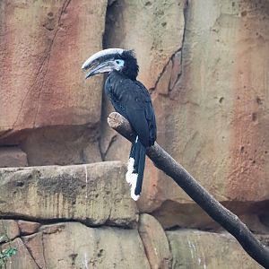 Black-casqued hornbill (Ceratogymna atrata), 2023-04-08