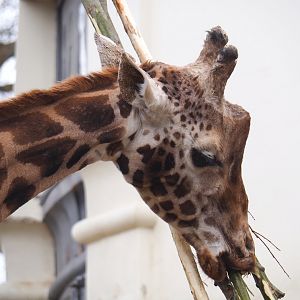 Hybrid giraffe (Mostly Giraffa camelopardalis rothschildi), 2023-04-08