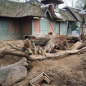 Meerkat exhibit, 2023-04-08