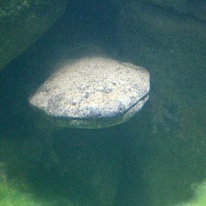 Chinese giant salamander (Andrias davidianus) at London Zoo, April 2024