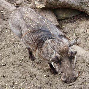 Common warthog (Phacochoerus africanus) at London Zoo, April 2024