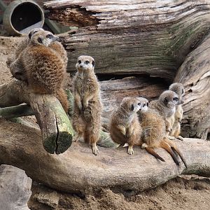 Meerkats (Suricata suricatta), 2023-04-08
