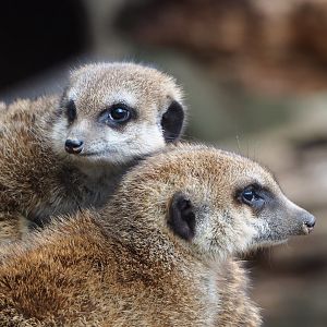 Meerkats (Suricata suricatta), 2023-04-08