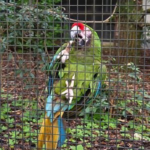 Mexican military macaw (Ara militaris mexicana), 2023-04-08
