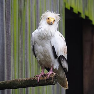 Western Egyptian vulture (Neophron percnopterus percnopterus), 2023-04-08