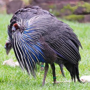 Vulturine guineafowl (Acryllium vulturinum), 2023-04-08