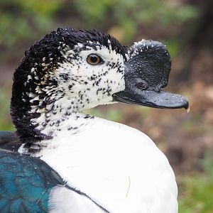 African comb duck (Sarkidiornis melanotos), 2023-04-08
