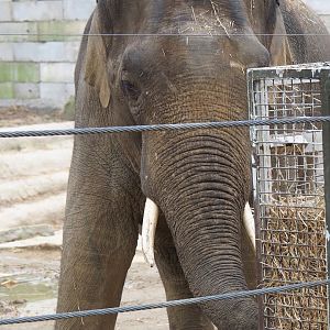 Asian elephant (Elephas maximus), 2023-04-08