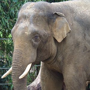 Asian elephant (Elephas maximus), 2023-04-08