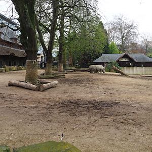 Grant's zebra and Southern white rhinoceros paddock, 2023-04-08