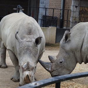 Southern white rhinoceros (Ceratotherium simum simum), 2023-04-08