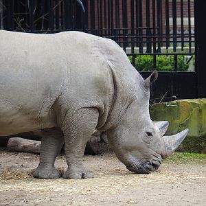 Southern white rhinoceros (Ceratotherium simum simum), 2023-04-08