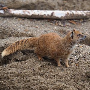 Yellow mongoose (Cynictis penicillata), 2023-04-08