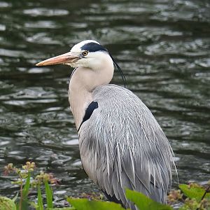 Wild Grey heron (Ardea cinerea), 2023-04-08