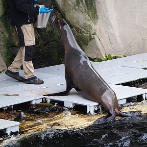 California sea lion (Zalophus californianus), 2023-04-08